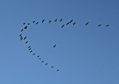 Low angle view of birds flying against clear sky