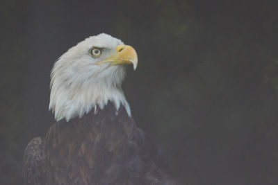 Close-up of eagle against blurred background