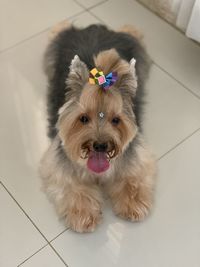 Portrait of dog on floor at home