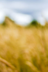 Full frame shot of plants on land