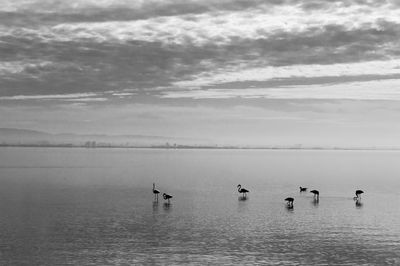 Swans swimming in lake against sky