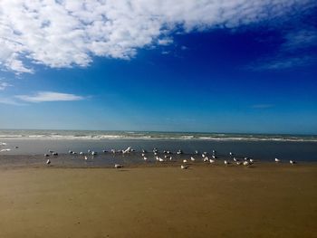 Birds flying over beach against blue sky