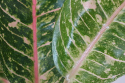 Full frame shot of water drops on leaf