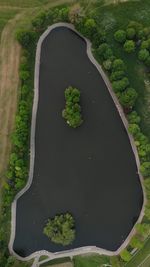 High angle view of fresh green plants in water