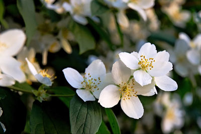 Close-up of white flowering plant