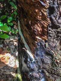 Close-up of tree trunk