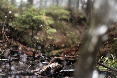 Close-up of wet plants on field in rainy season