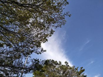 Low angle view of tree against sky