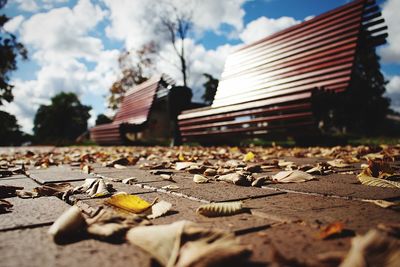 Surface level of autumnal leaves