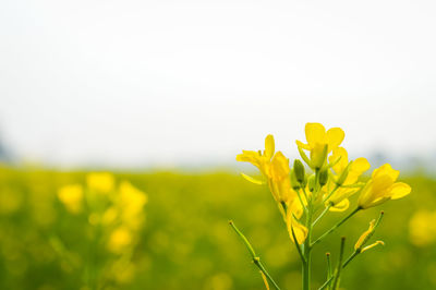 Close-up of fresh yellow flower against sky