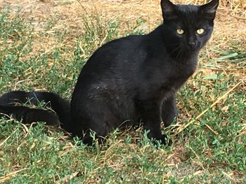 Cat on grassy field