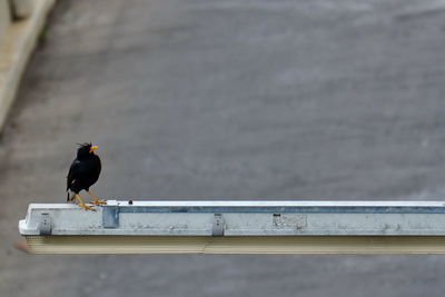 Bird perching on railing