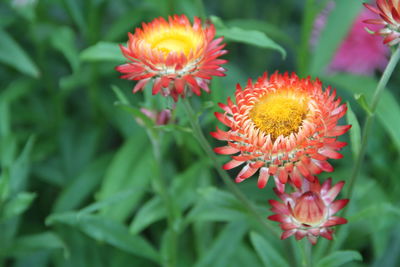 Close-up of red flowering plant