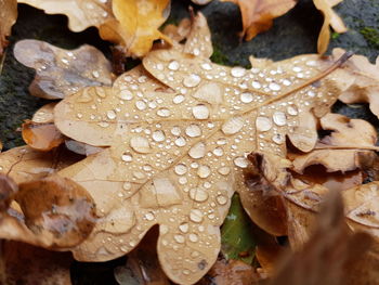 Close-up of wet maple leaves on field during rainy season