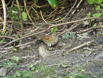 High angle view of lizard on field