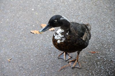 Close-up of duck on road