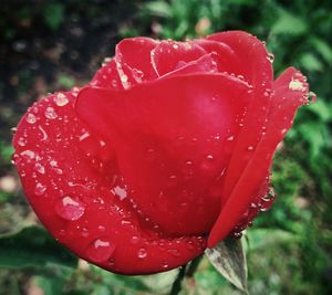 Close-up of wet red flower