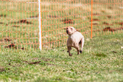 Dog running straight on camera and chasing coursing lure on green field