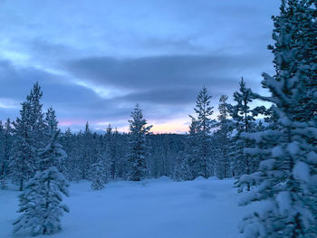 Pine trees on snow covered land against sky - saariselka, finland