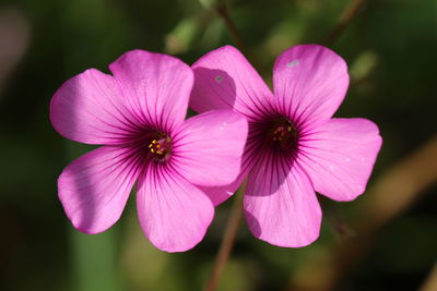 Close-up of pink flower in park