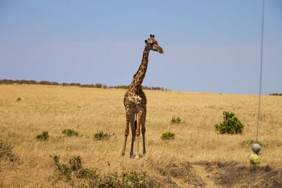 Giraffe standing on field against clear sky