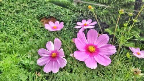 High angle view of pink flowering plants on field