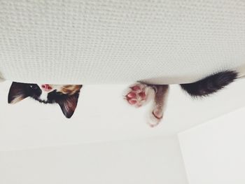 Close-up of paper over white background