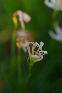 Close-up of white flowers