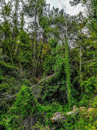 Trees growing in forest