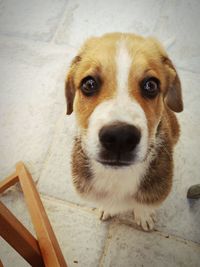 High angle portrait of dog on floor