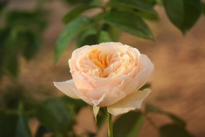 Close-up of rose plant