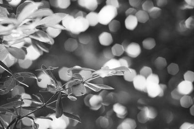 Close up of plant against blurred background