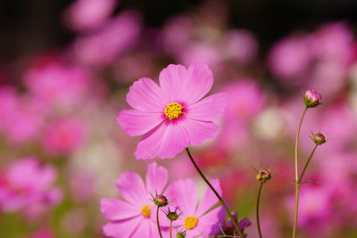 Close-up of pink cosmos flowers blooming outdoors