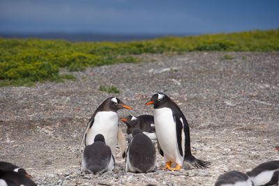 Close-up of penguin