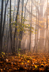 Sunlight streaming through trees in forest