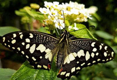 Close-up of butterfly on plant