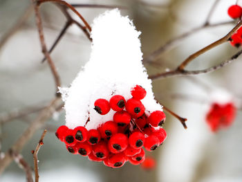 Close-up of frozen red berries