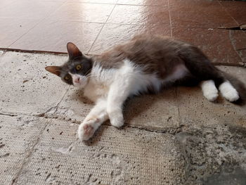 High angle view of cat relaxing on floor