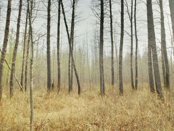 Trees in forest