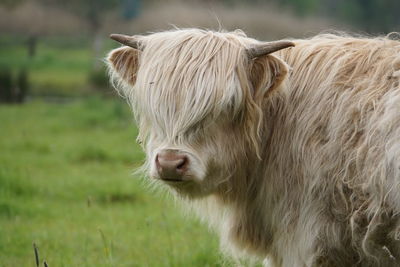 Close-up of cow on field