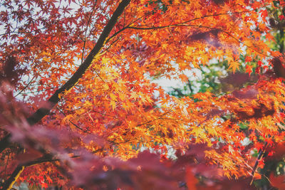 Low angle view of trees in forest