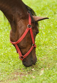 Close-up of a horse on field