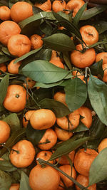 High angle view of fruits