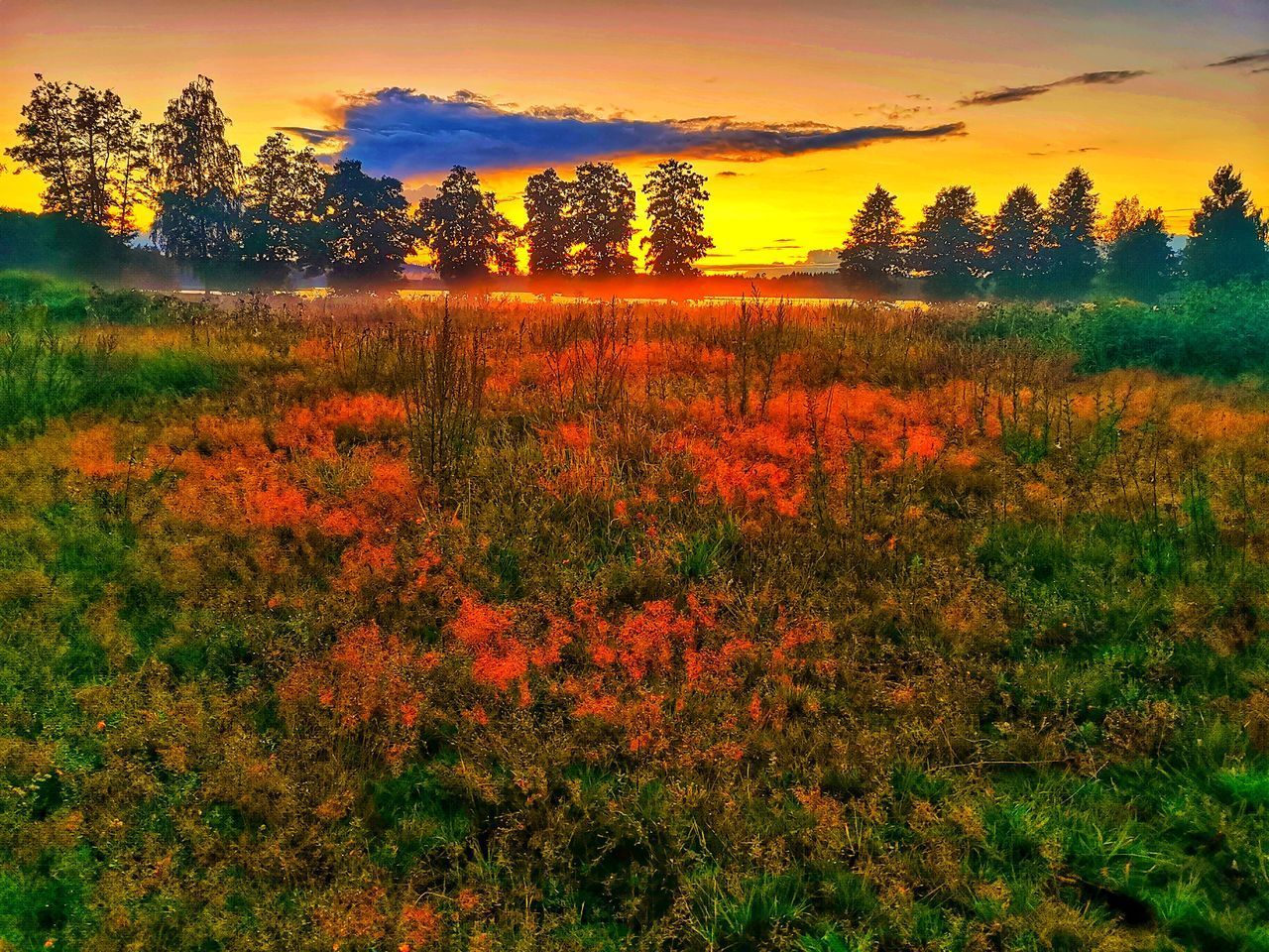 PLANTS AND TREES ON FIELD AGAINST SKY DURING SUNSET