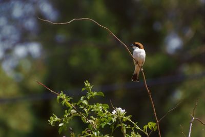 Close-up of bird perching on flower