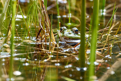 View of frog in lake