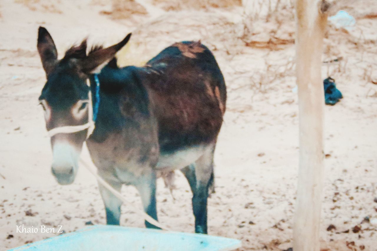 animal themes, domestic animals, one animal, mammal, sand, no people, day, outdoors, beach, standing, pets, nature, close-up