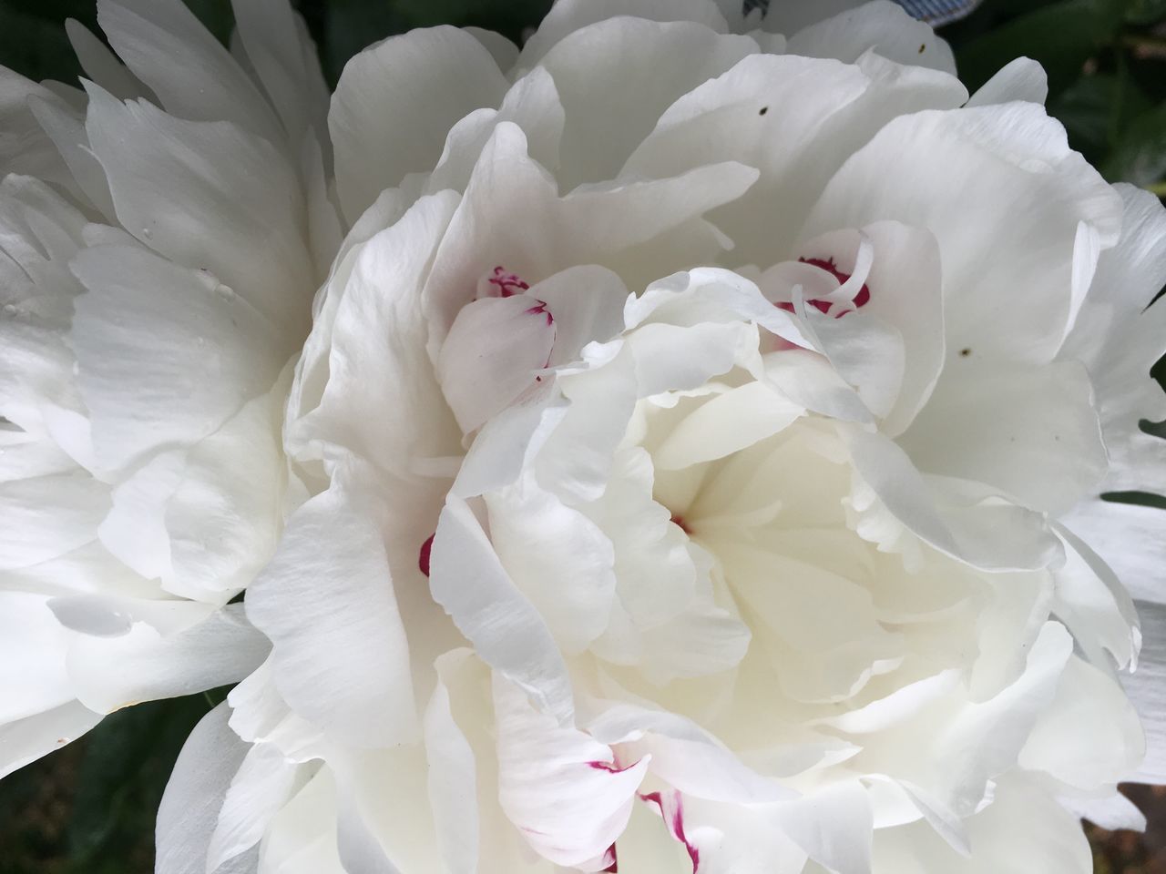 CLOSE-UP OF WHITE ROSE FLOWERS