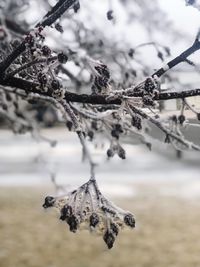 Close-up of frozen plant on tree during winter