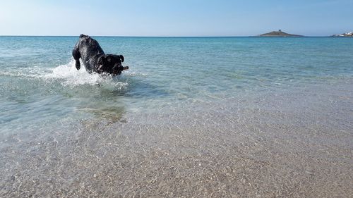 Dog on beach